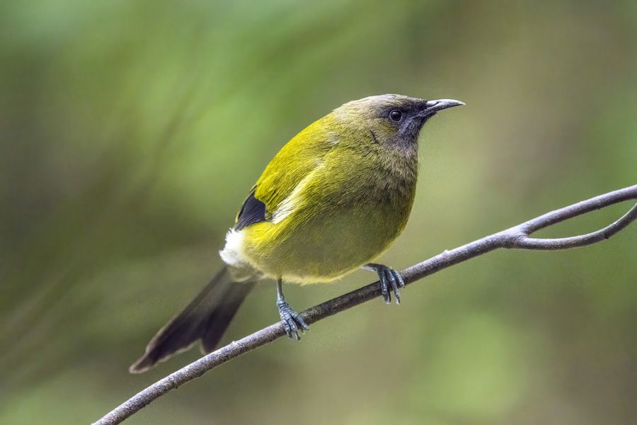 Korimako / Bellbird