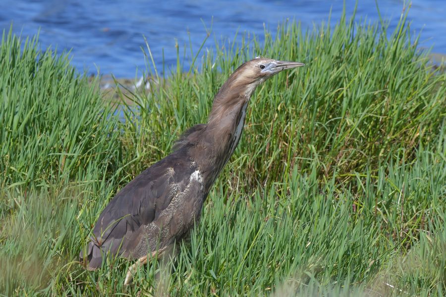 Matuku / Australasian Bittern