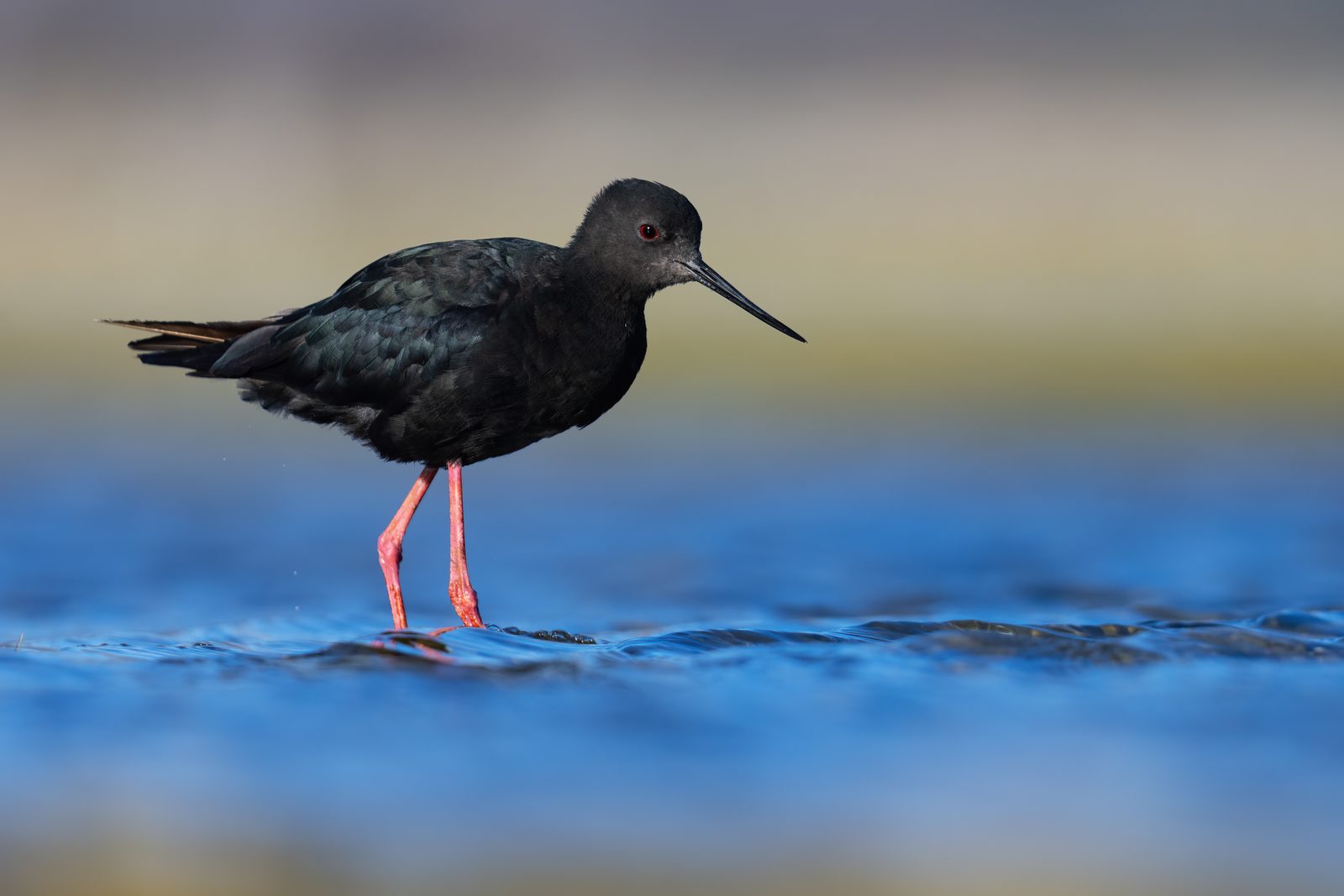 Kakī / Black Stilt