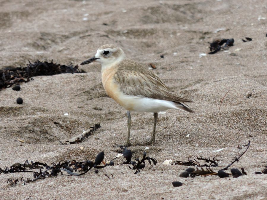 Tūturiwhatu / NZ Dotterel