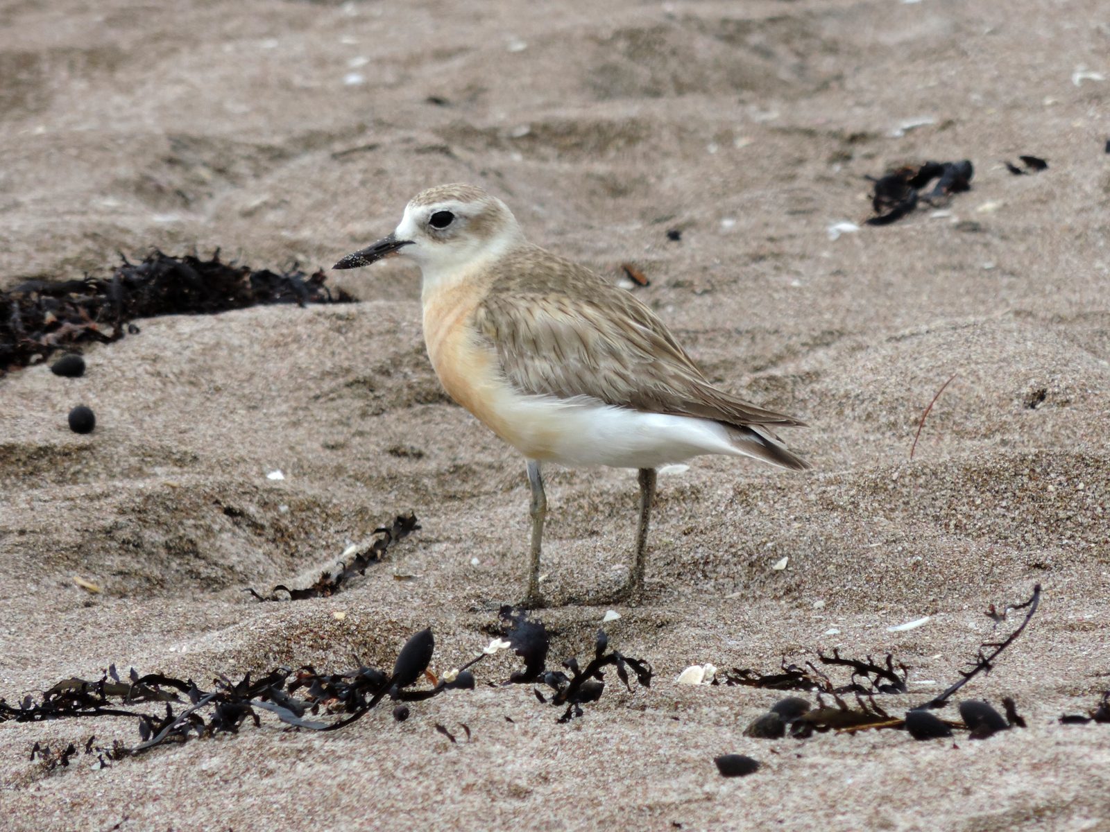 Tūturiwhatu / NZ Dotterel