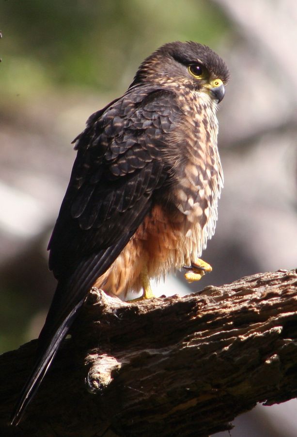 Kārearea / NZ Falcon