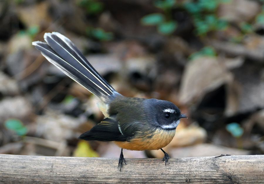 Pīwakawaka / Fantail