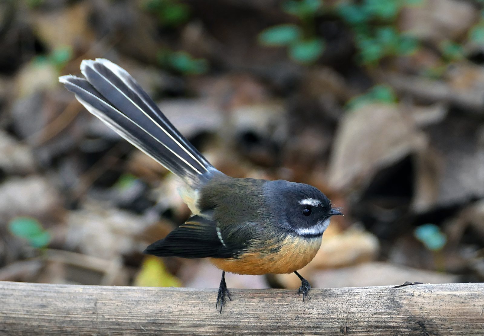 Pīwakawaka / Fantail