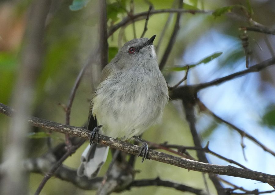 Riroriro / Grey Warbler