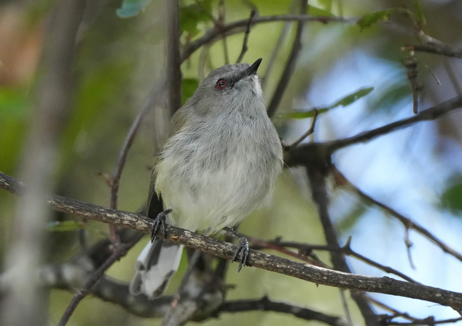 Riroriro / Grey Warbler