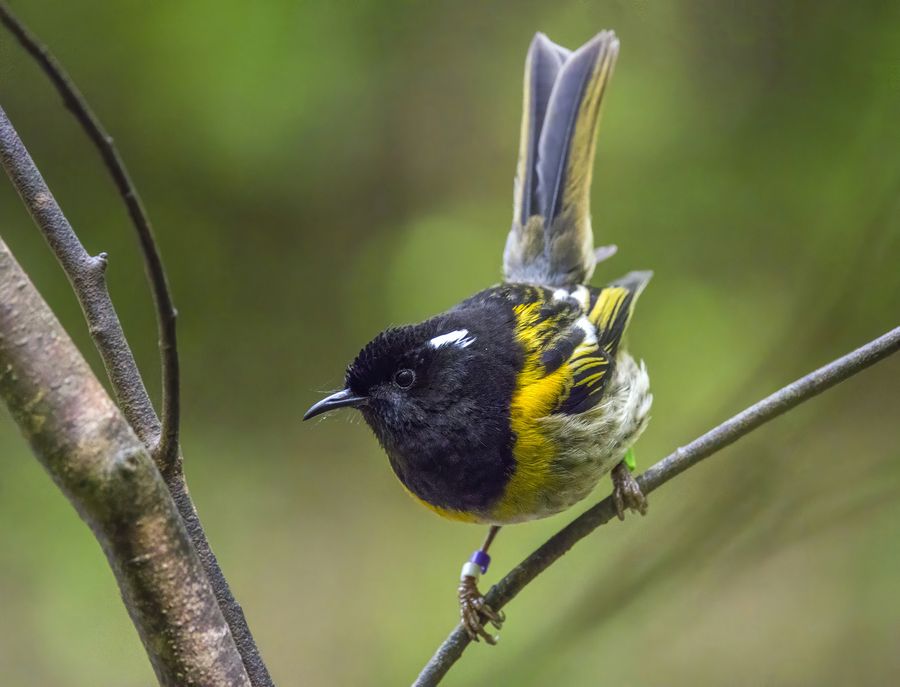 Hihi / Stitchbird