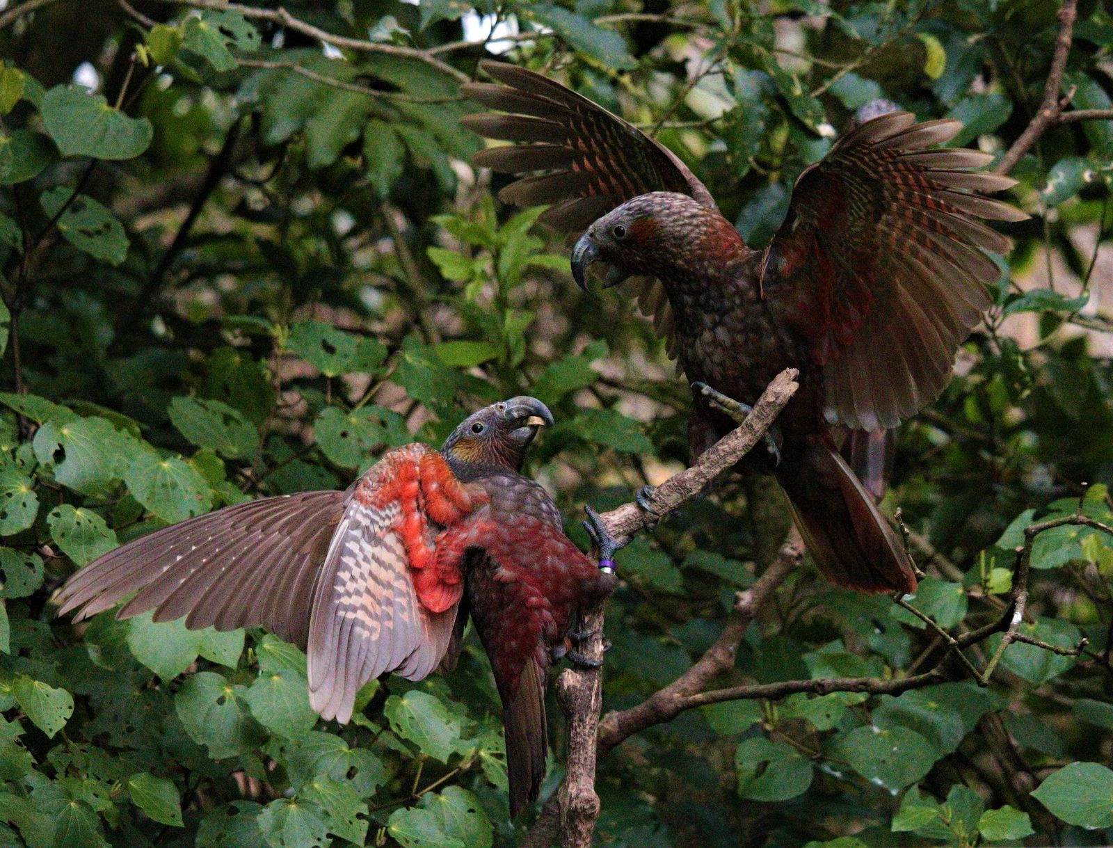 Kākā