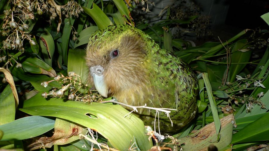 Kākāpō
