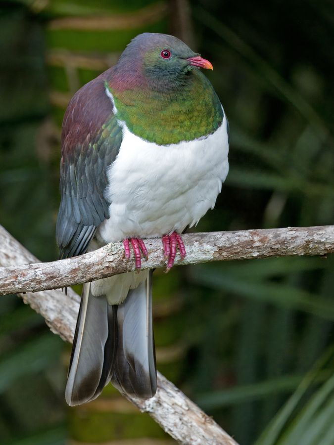 Kererū / NZ Pigeon