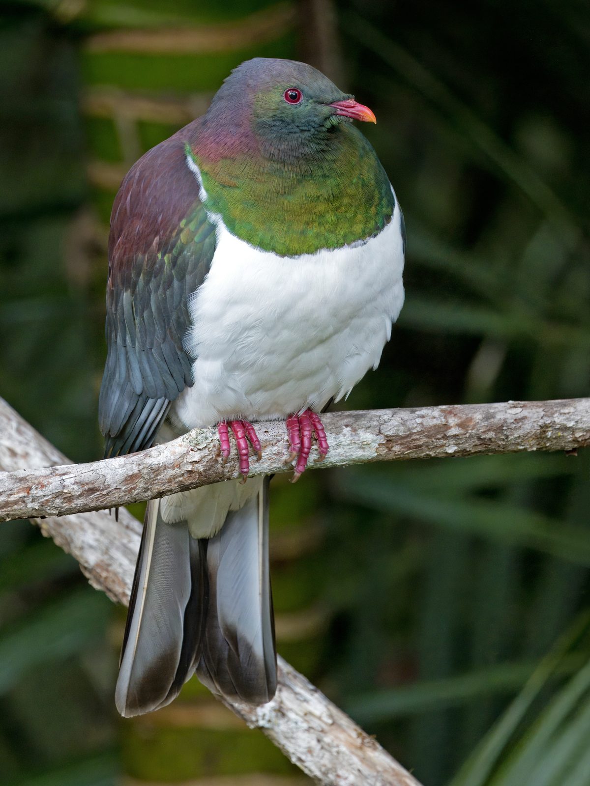 Kererū / NZ Pigeon