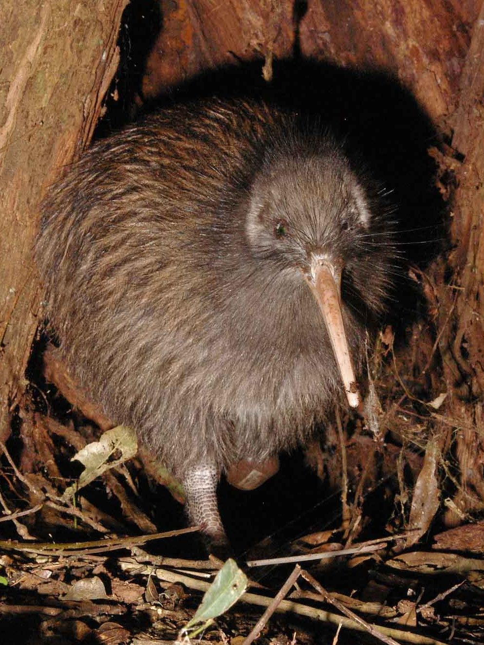 Kiwi (NI Brown)
