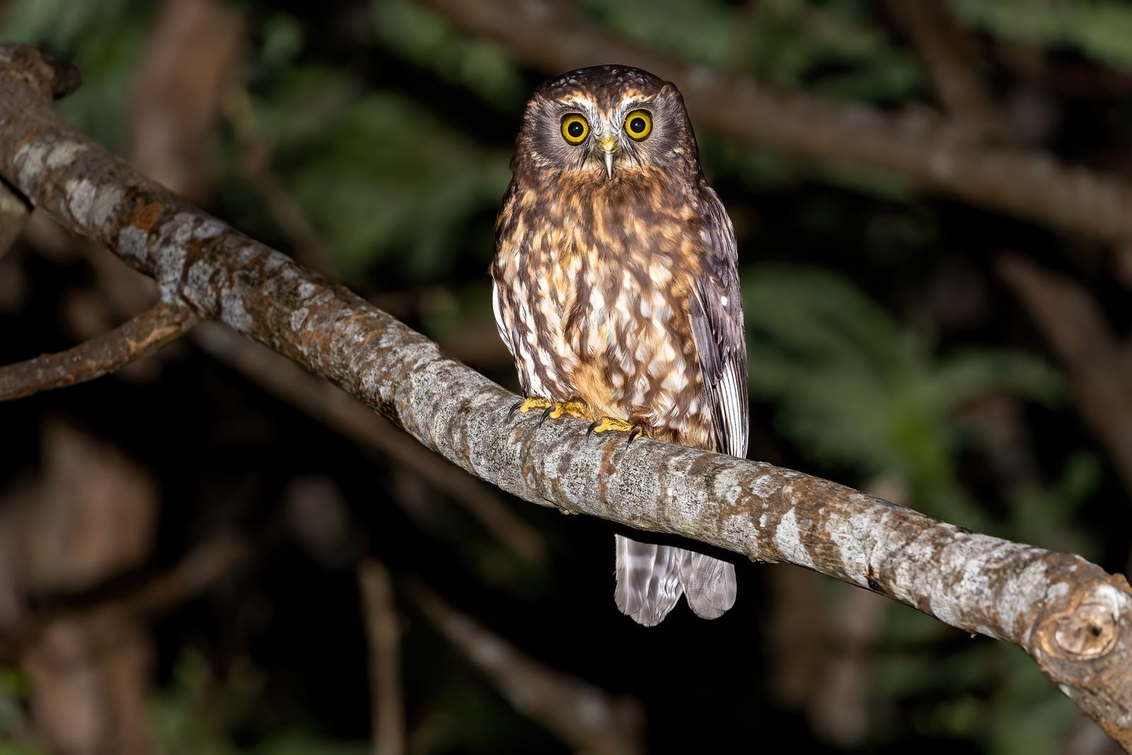 Ruru / Morepork