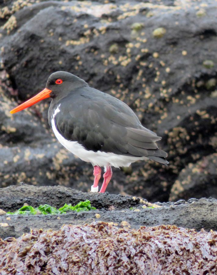 Chatham Is Oystercatcher