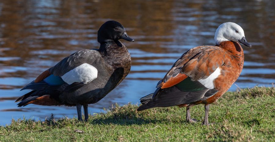 Pūtangitangi / Paradise Shelduck