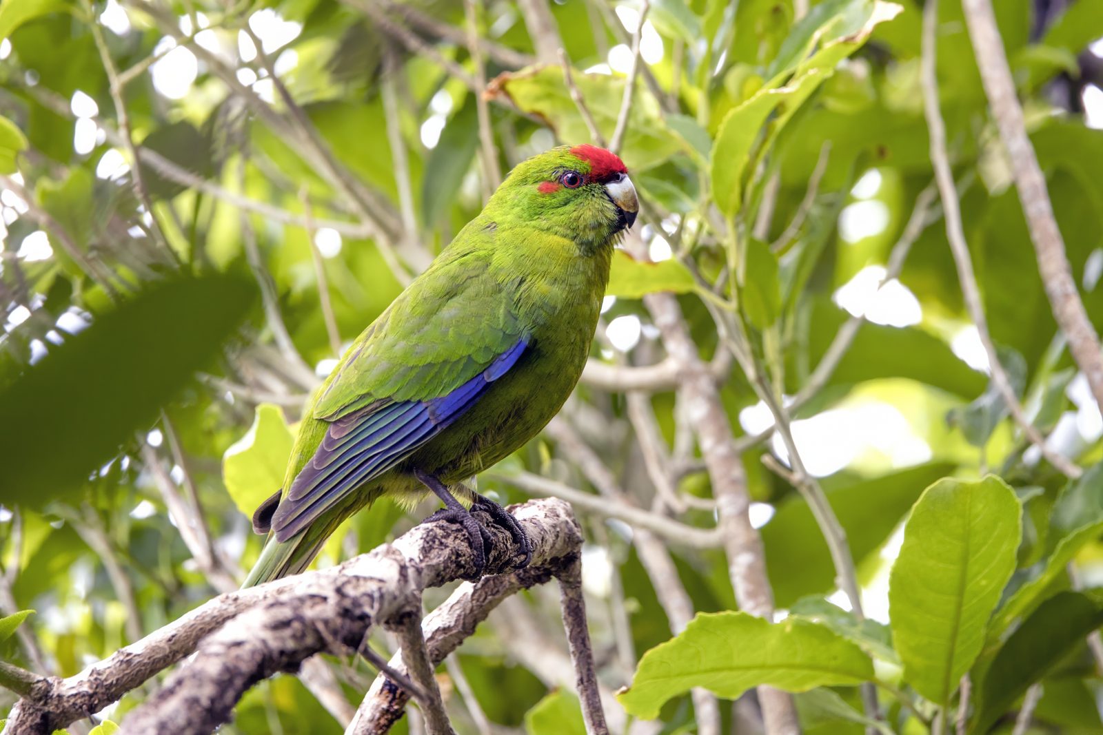 Kākāriki / Parakeet