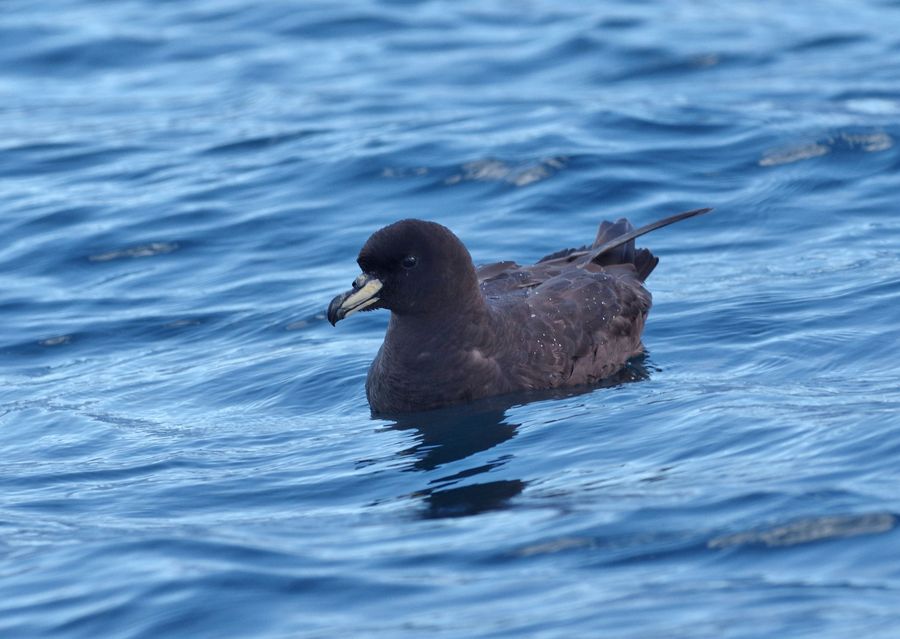 Westland Black Petrel