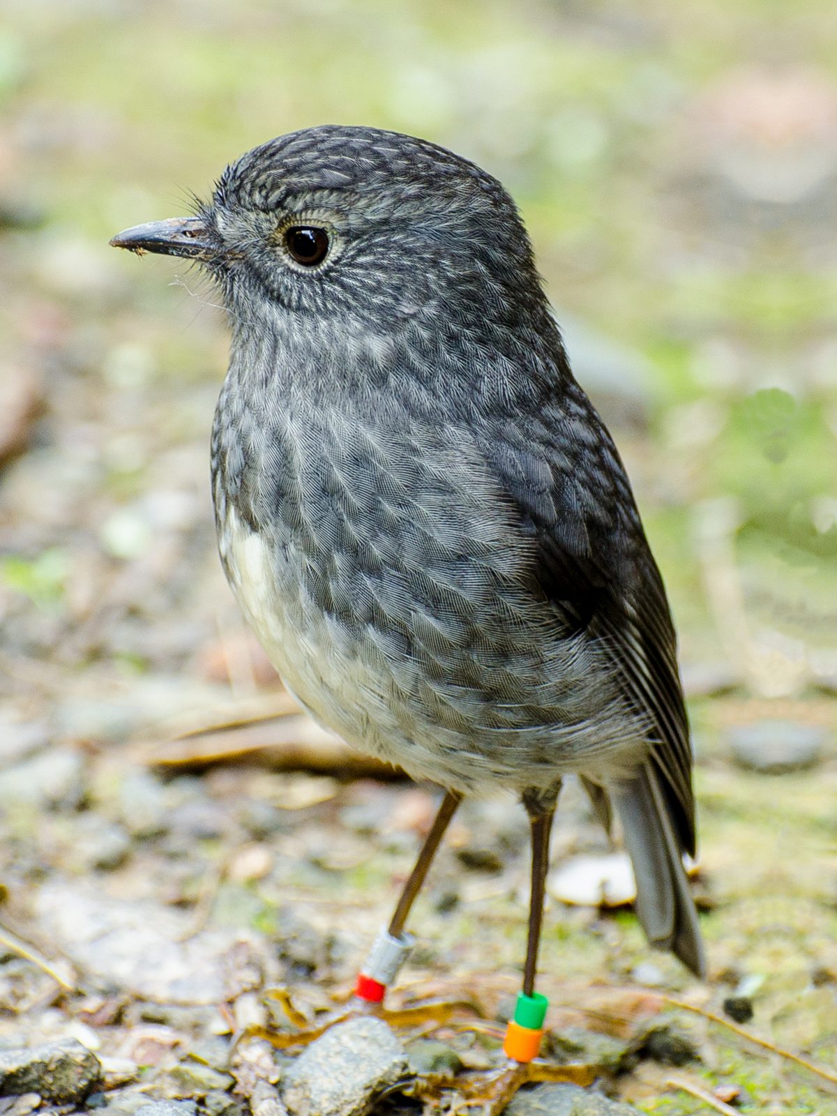 Toutouwai / NZ Robin
