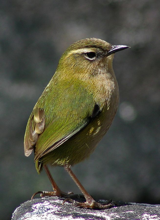 Pīwauwau / Rock Wren