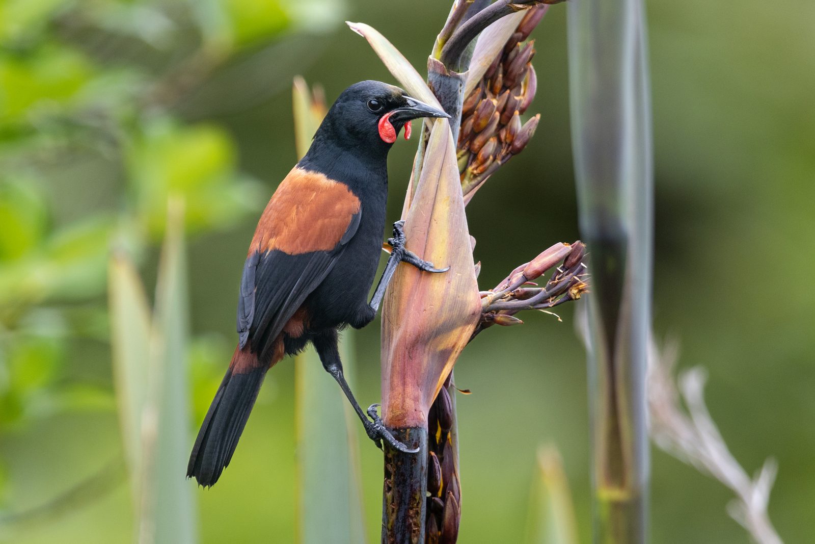 Tīeke / Saddleback
