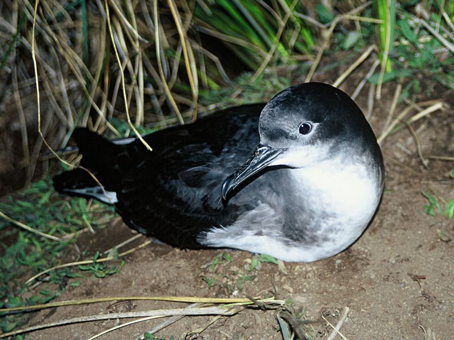 Hutton's Shearwater