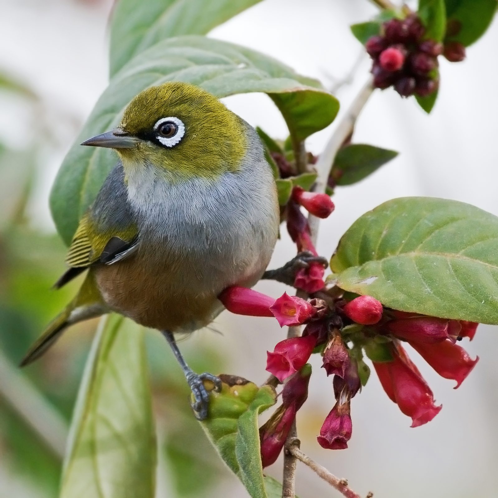 Tauhou / Silvereye