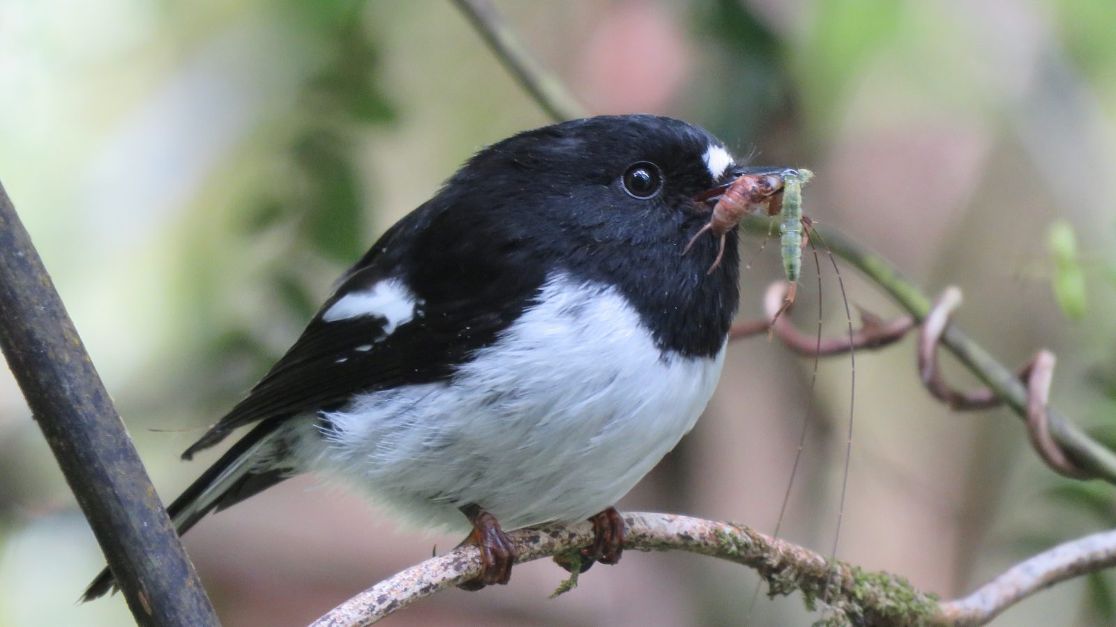 Miromiro / Tomtit