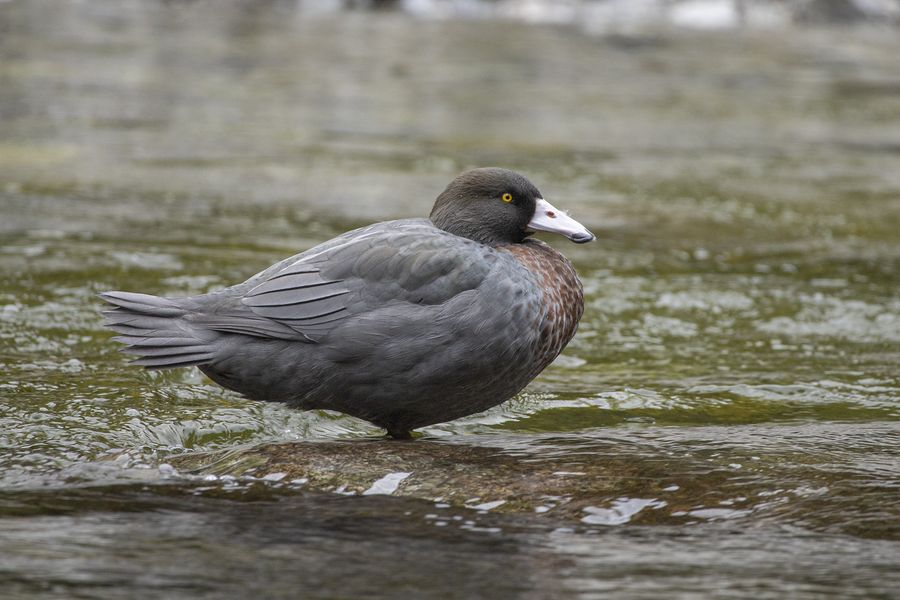 Whio / Blue Duck