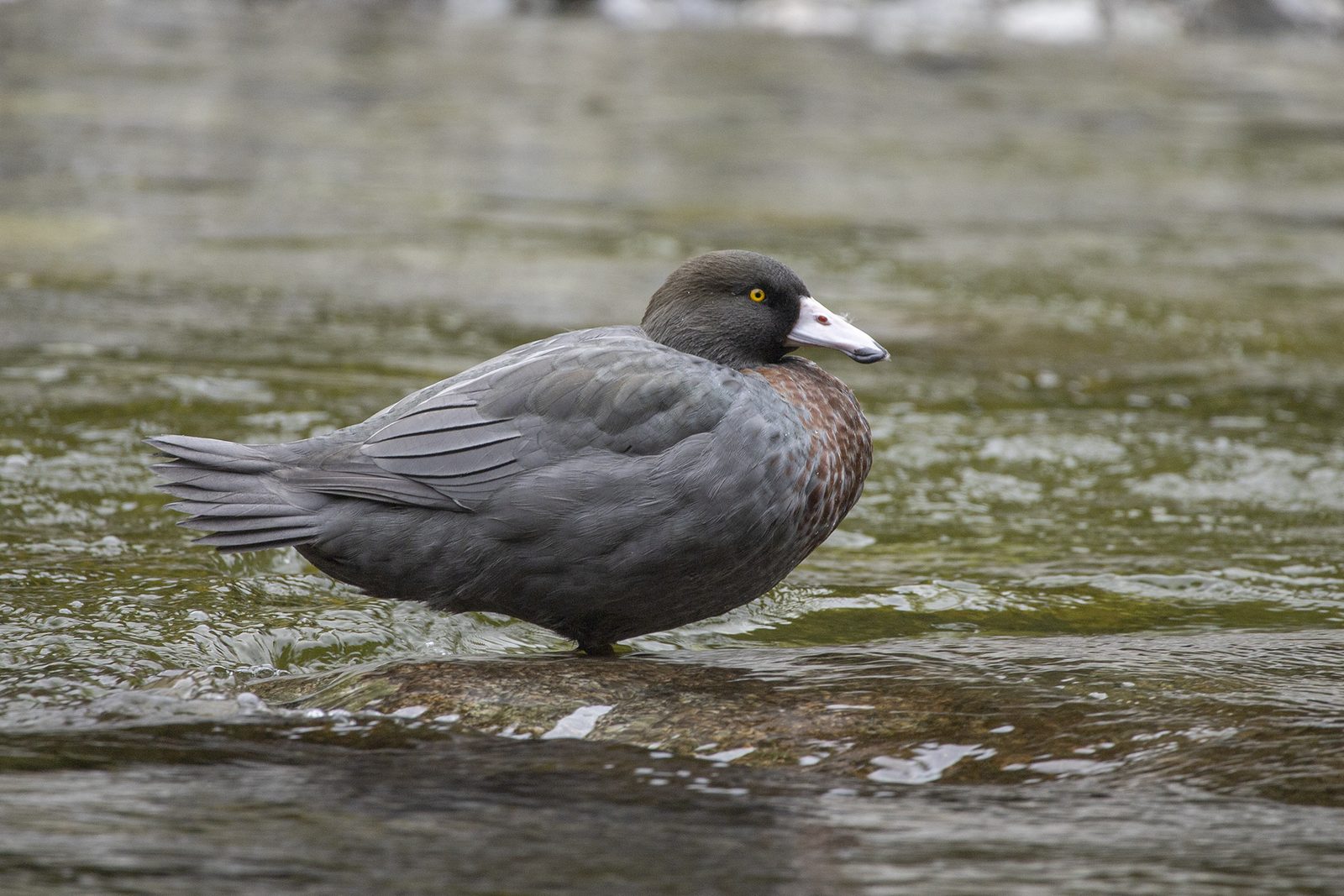 Whio / Blue Duck