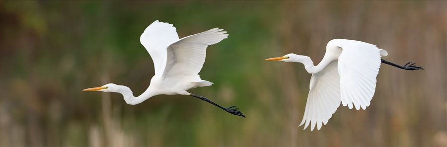 Kōtuku / White Heron