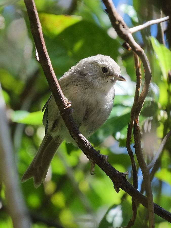 Pōpokotea / Whitehead