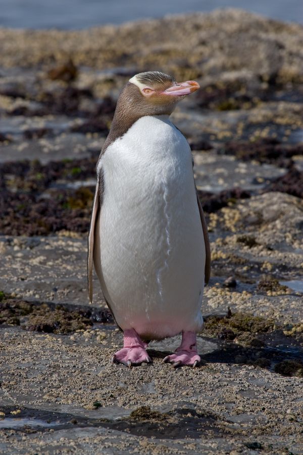 Hoiho / Yellow-eyed Penguin