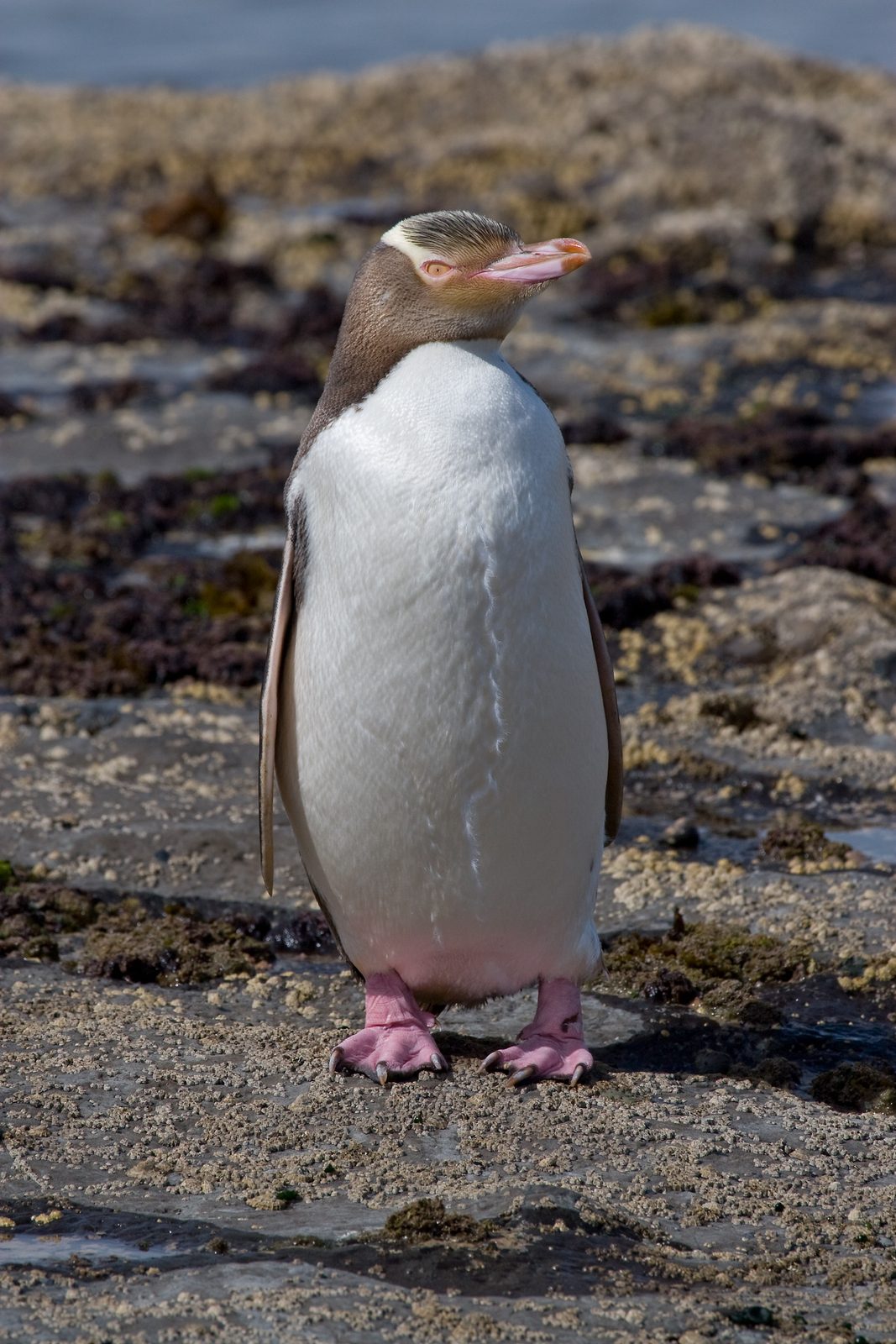 Hoiho / Yellow-eyed Penguin
