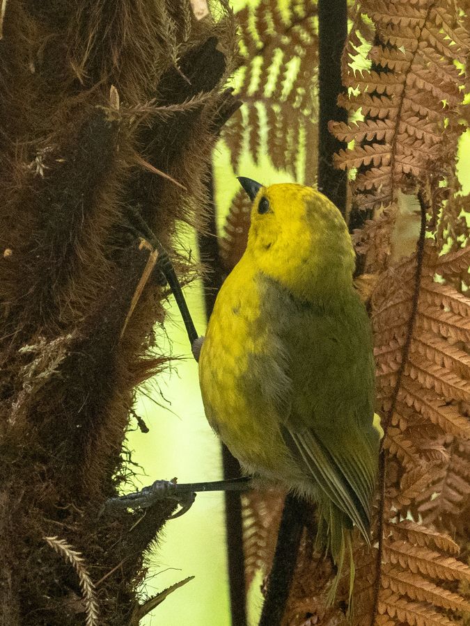 Mōhua / Yellowhead